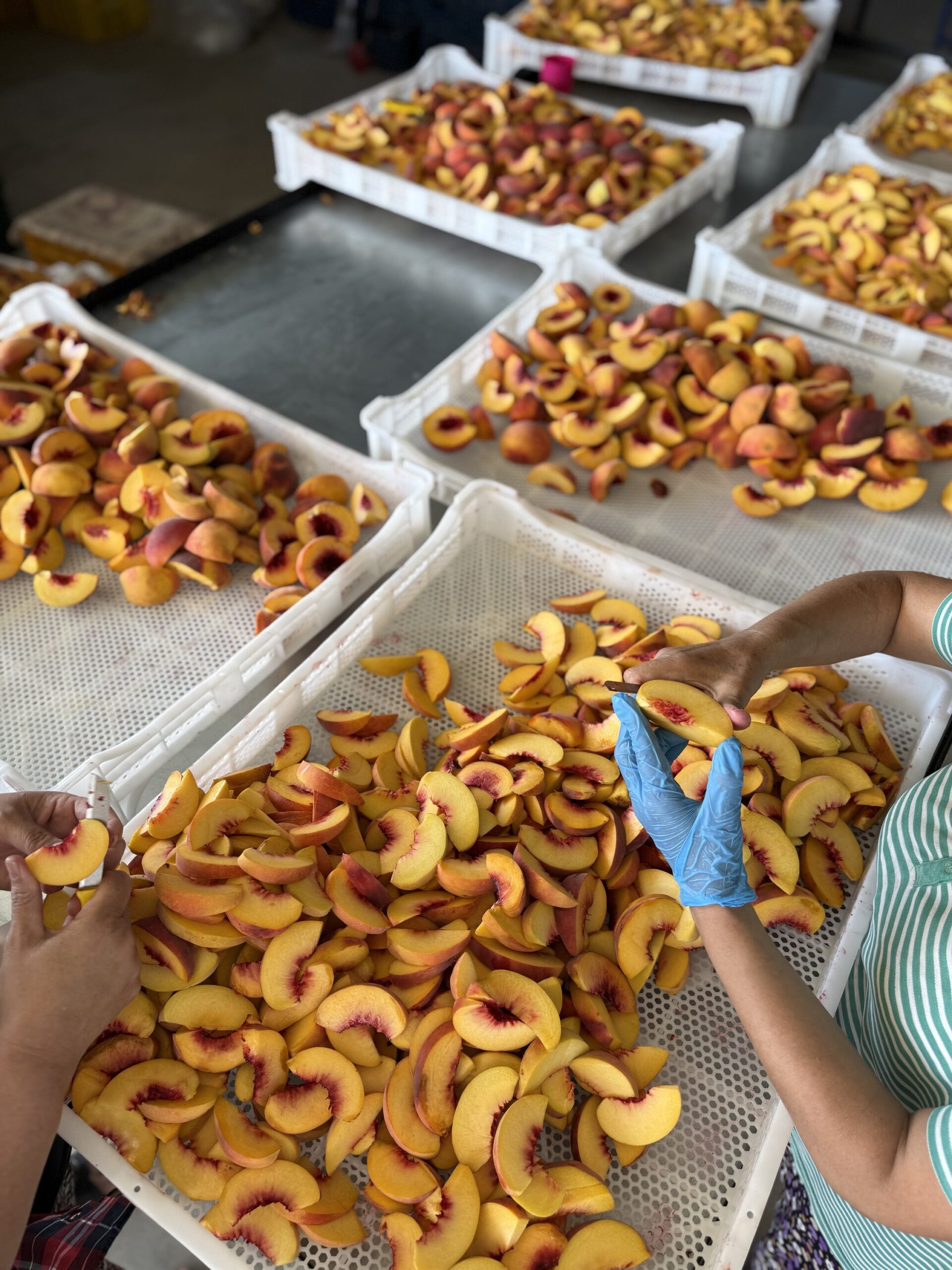 Şeftali Kurusu - Görsel 2